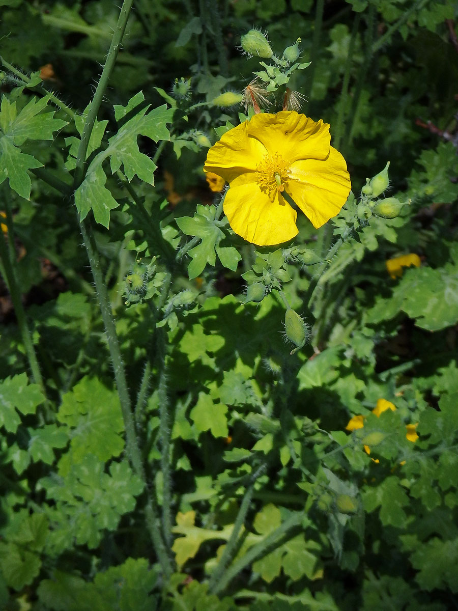 Dicranostigma leptopodum (Maxim.) Fedde