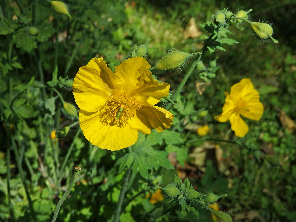 Dicranostigma leptopodum (Maxim.) Fedde