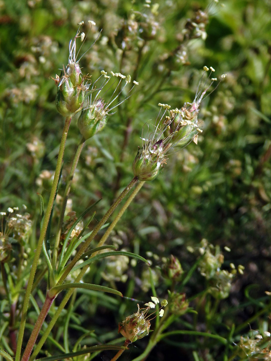 Jitrocel (Plantago sempervirens Crantz)