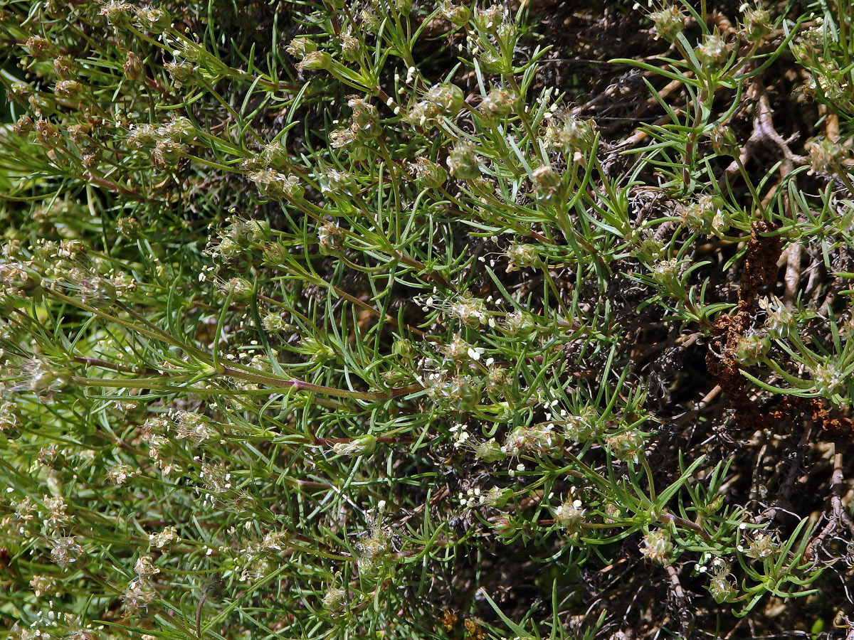 Jitrocel (Plantago sempervirens Crantz)