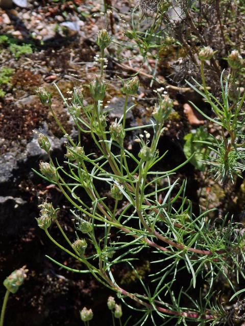 Jitrocel (Plantago sempervirens Crantz)