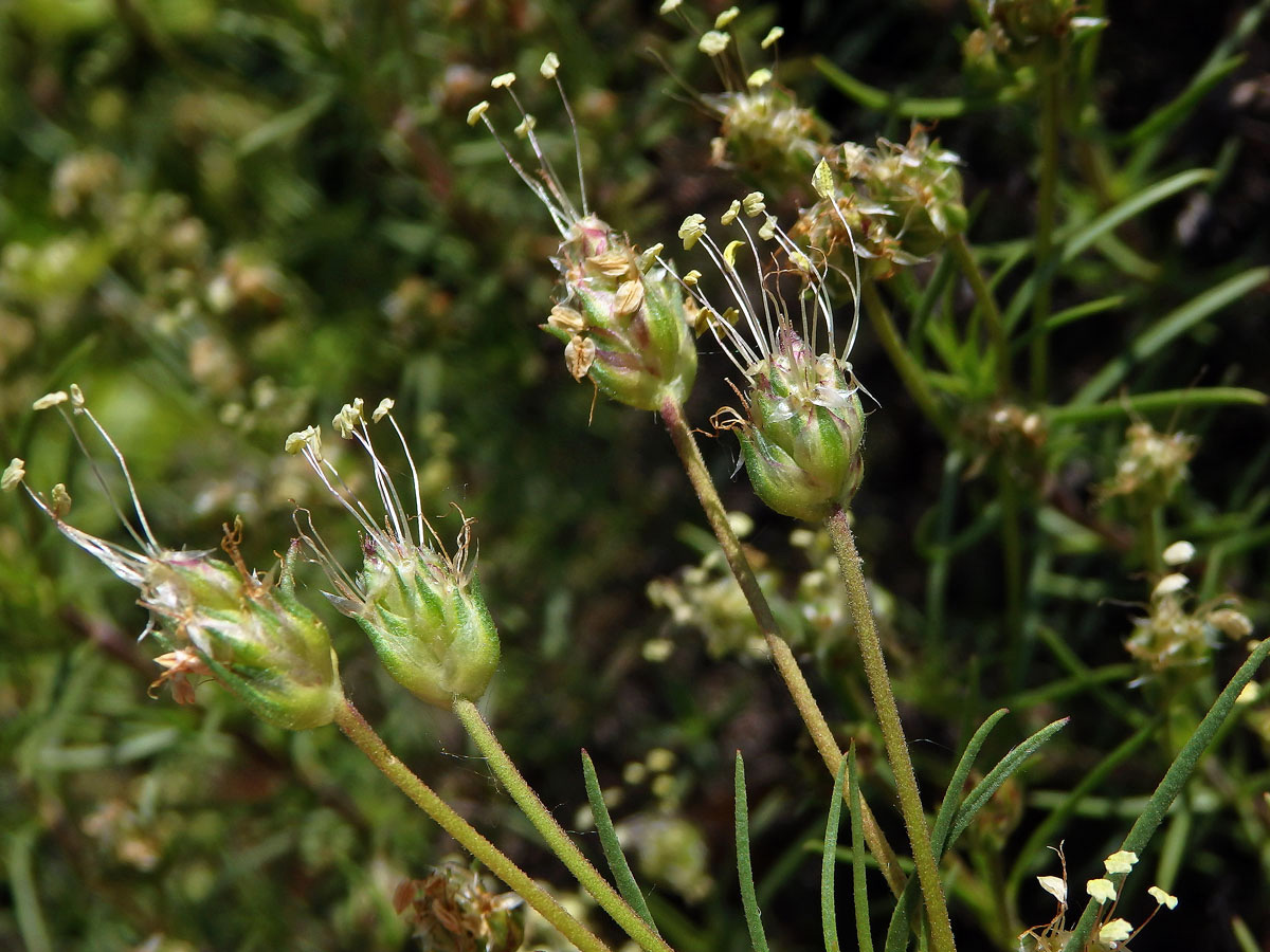 Jitrocel (Plantago sempervirens Crantz)