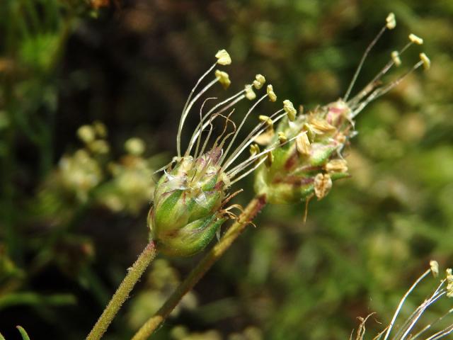 Jitrocel (Plantago sempervirens Crantz)