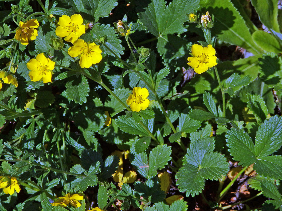 Mochna (Potentilla montenegrina Pant.)