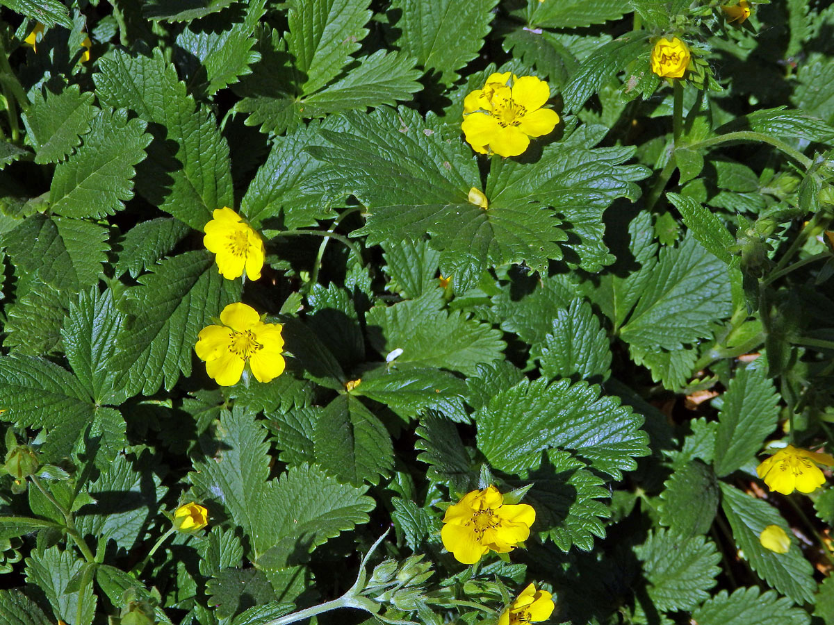 Mochna (Potentilla montenegrina Pant.)