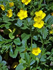 Mochna (Potentilla montenegrina Pant.)