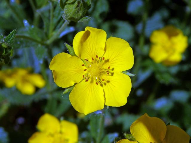 Mochna (Potentilla montenegrina Pant.)