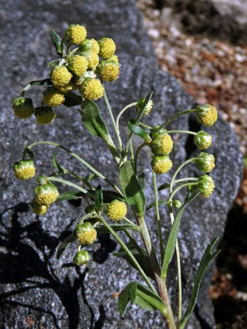 Pelyněk (Artemisia peduncularis M. Bieb.)