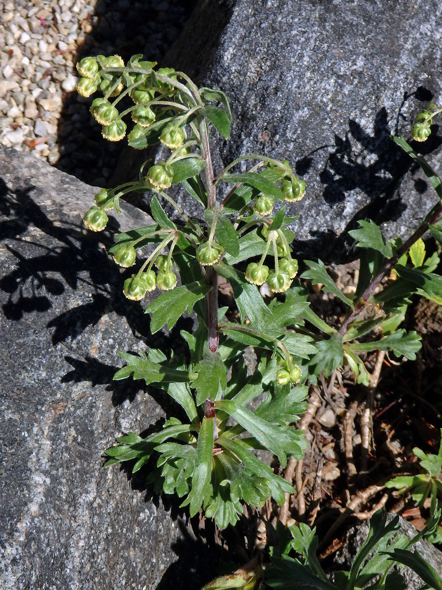 Pelyněk (Artemisia peduncularis M. Bieb.)