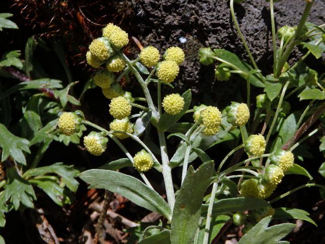 Pelyněk (Artemisia peduncularis M. Bieb.)