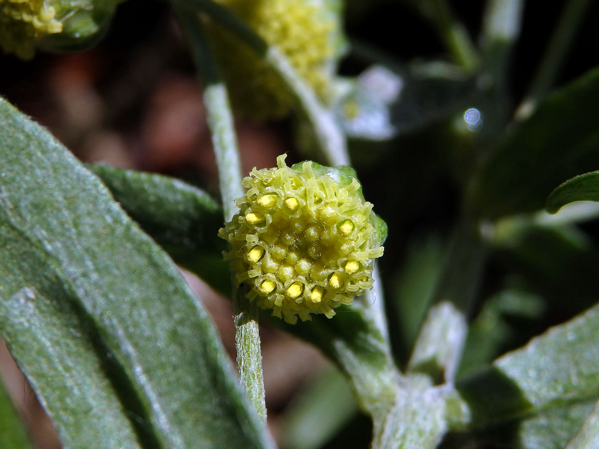 Pelyněk (Artemisia peduncularis M. Bieb.)