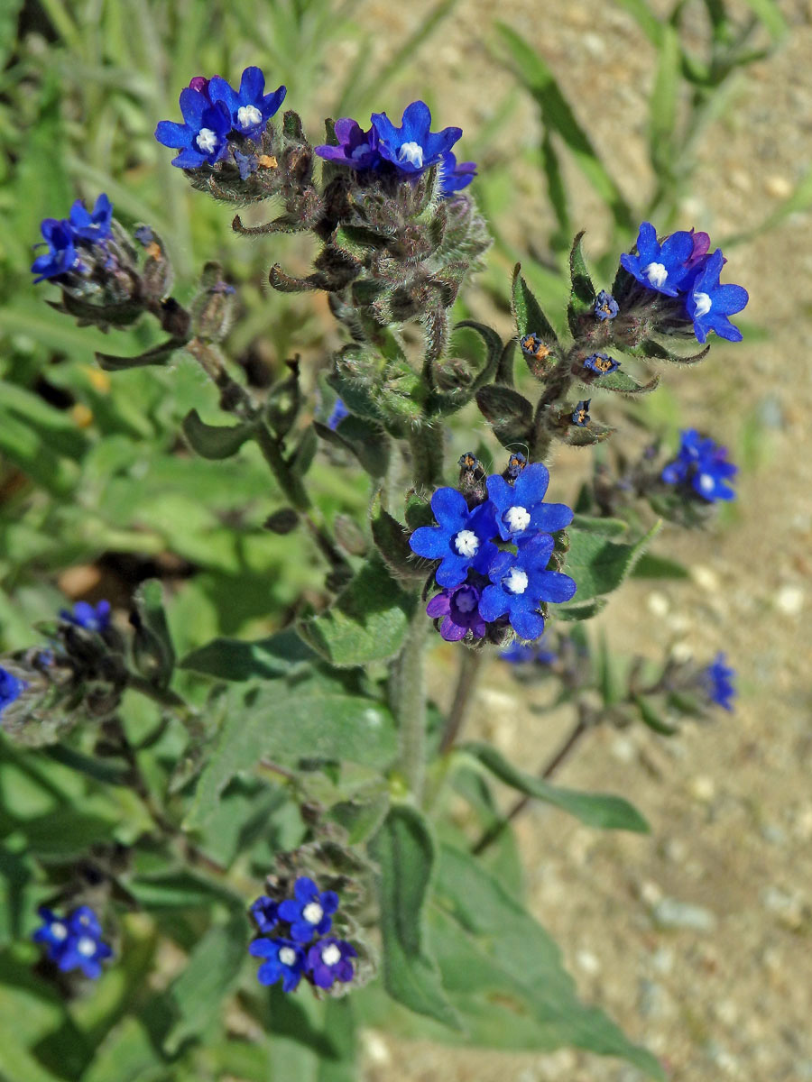 Pilát kapský (Anchusa capensis Thunb.)