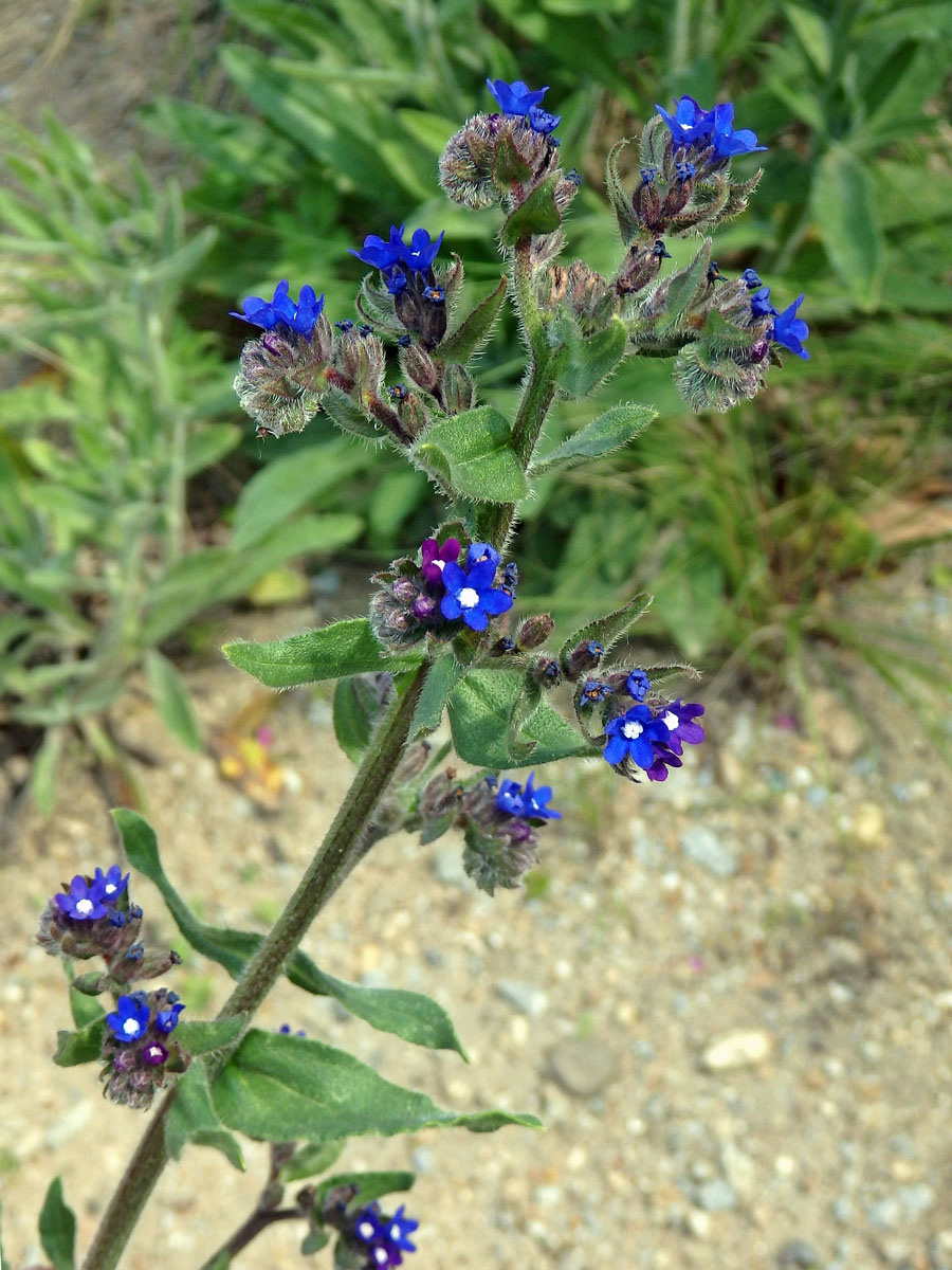 Pilát kapský (Anchusa capensis Thunb.)