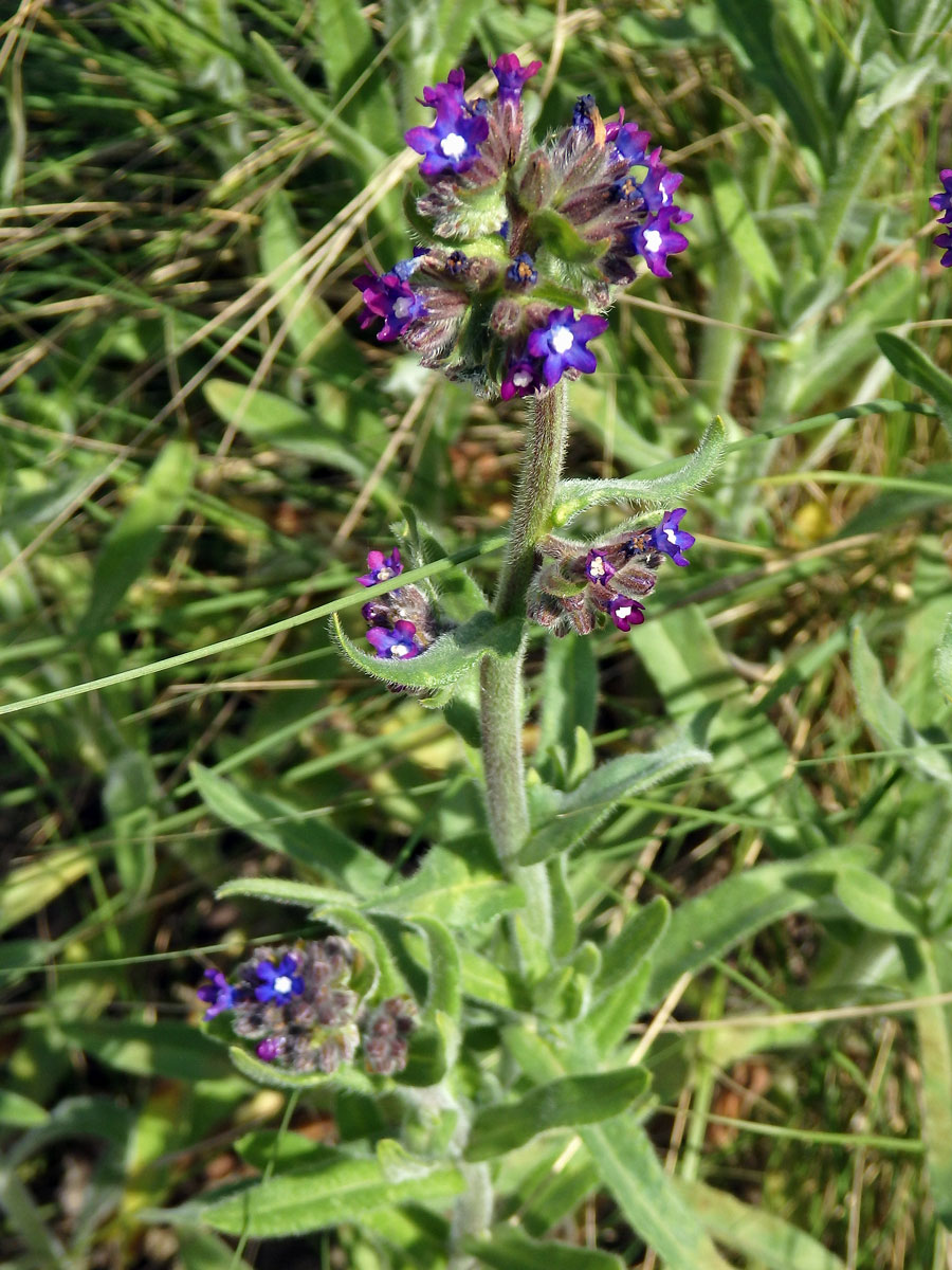 Pilát kapský (Anchusa capensis Thunb.)