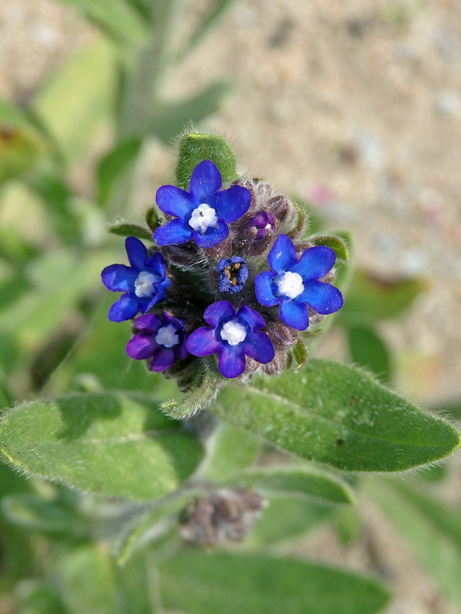 Pilát kapský (Anchusa capensis Thunb.)