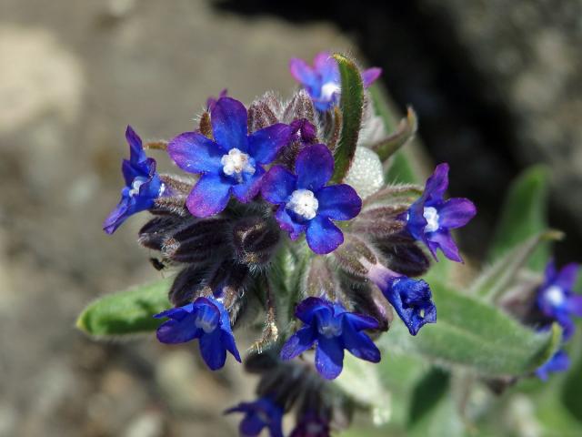 Pilát kapský (Anchusa capensis Thunb.)