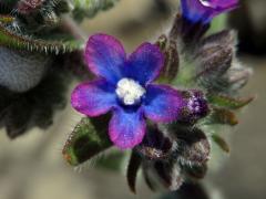 Pilát kapský (Anchusa capensis Thunb.)