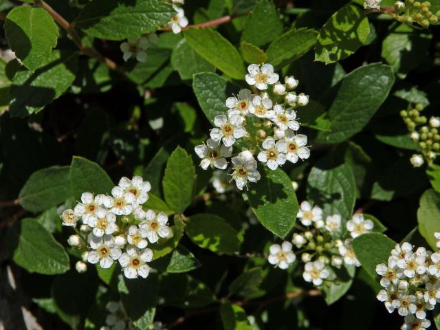 Tavolník (Spiraea decumbens Koch)