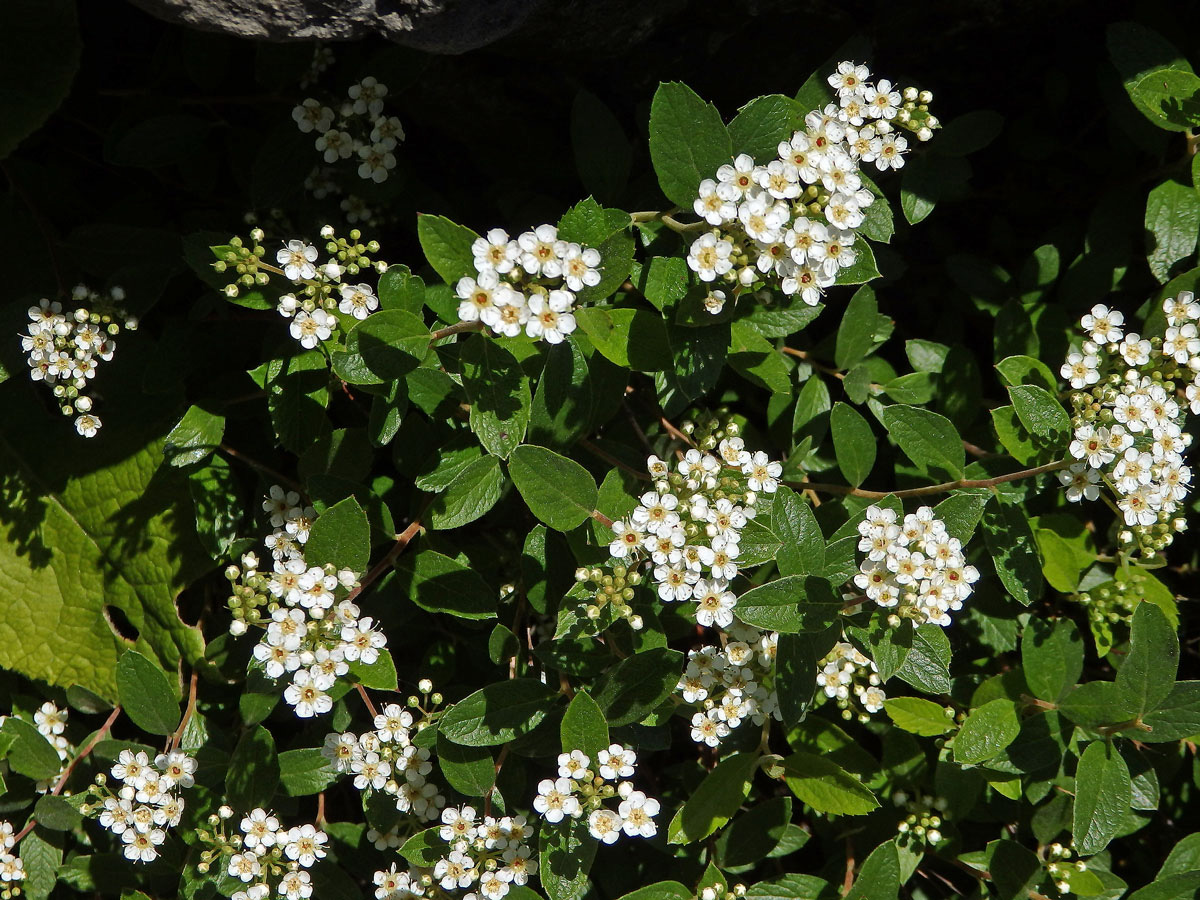 Tavolník (Spiraea decumbens Koch)