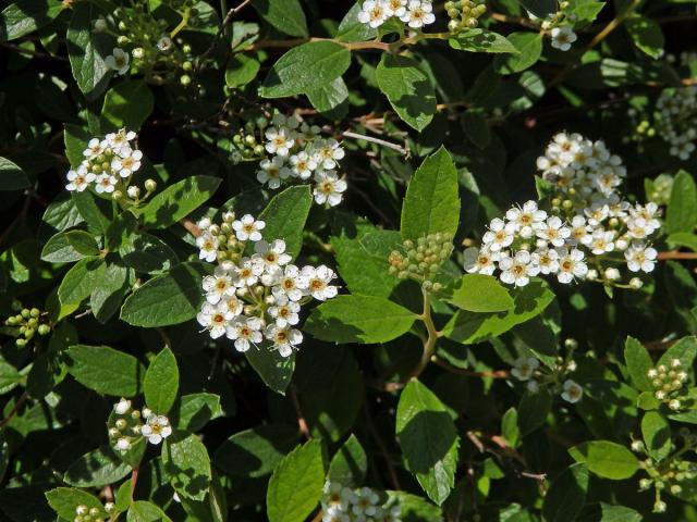 Tavolník (Spiraea decumbens Koch)