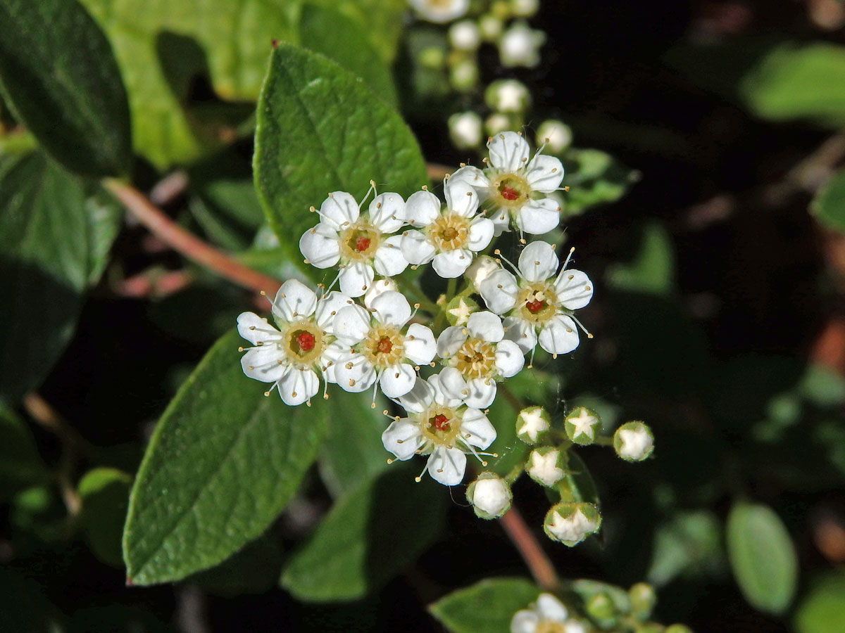 Tavolník (Spiraea decumbens Koch)