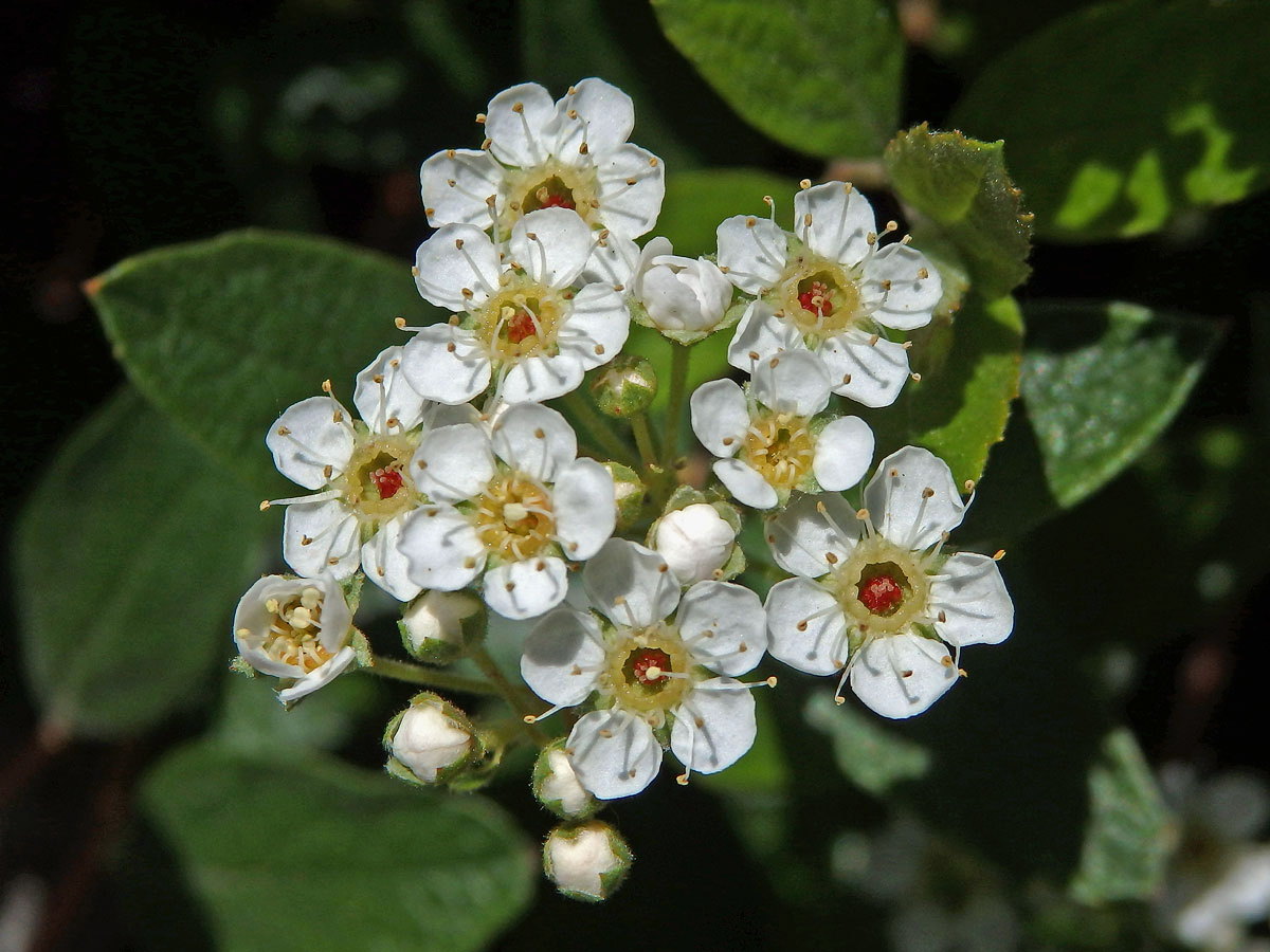 Tavolník (Spiraea decumbens Koch)