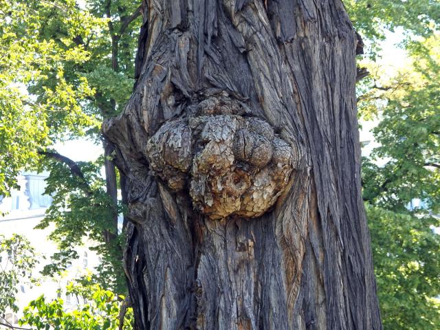 Nádor na kmeni maklury oranžové (Maclura pomifera (Raf.) C.K. Schneid.) (1)