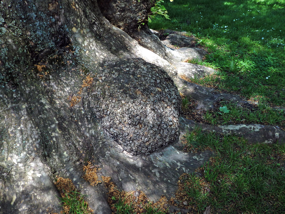 Platan javorolistý (Platanus x hispanica Mill.), nádor na kmeni (4a)