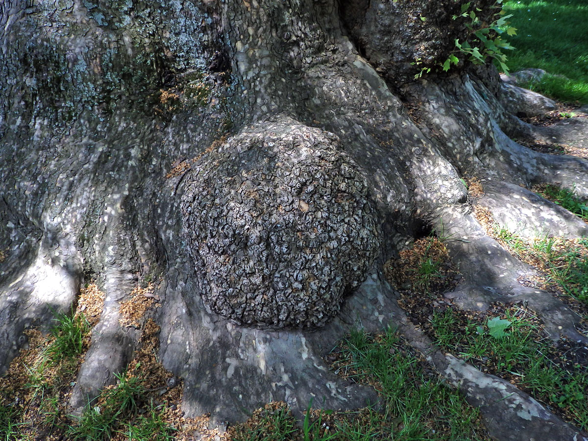 Platan javorolistý (Platanus x hispanica Mill.), nádor na kmeni (4a)