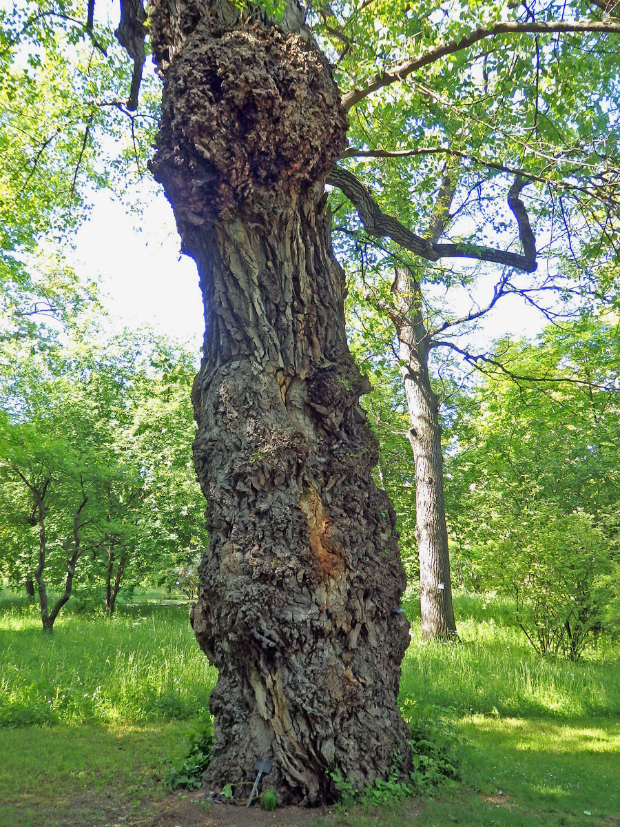 Nádor na topolu černém (Populus nigra L.) (3b)