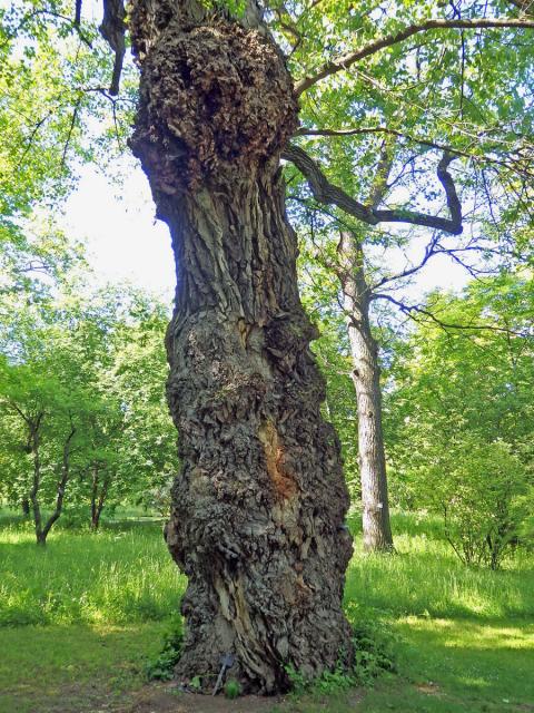 Nádor na topolu černém (Populus nigra L.) (3b)