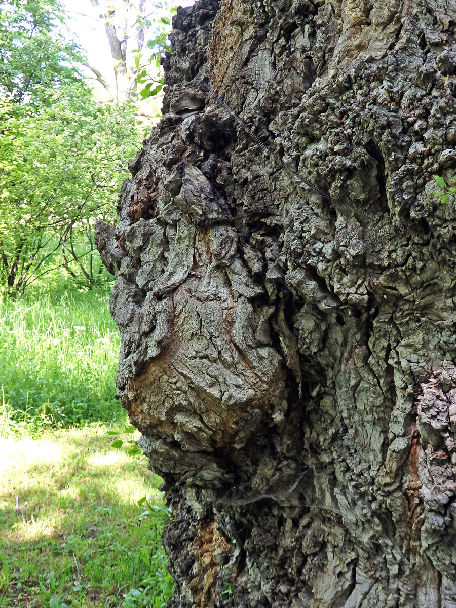 Nádor na topolu černém (Populus nigra L.) (3i)