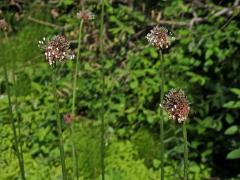 Jitrocel nejvyšší (Plantago altissima L.)