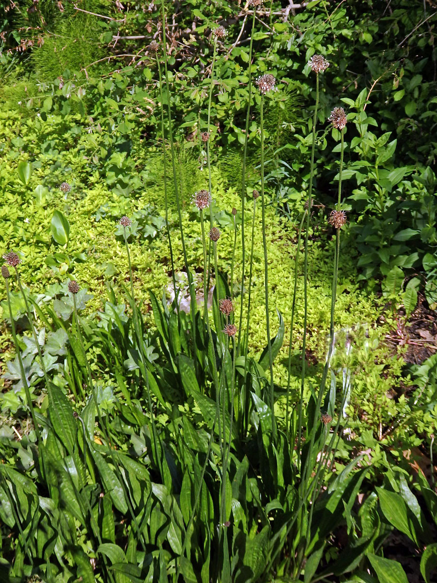 Jitrocel nejvyšší (Plantago altissima L.)