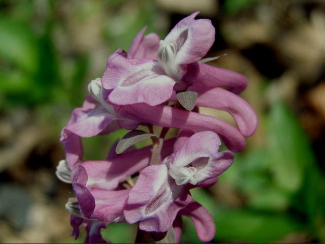 Dymnivka dutá (Corydalis cava (L.) Schweigger et Koerte)