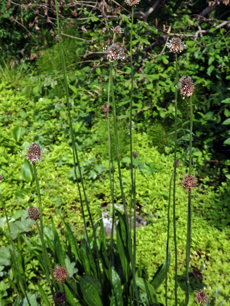 Jitrocel nejvyšší (Plantago altissima L.)