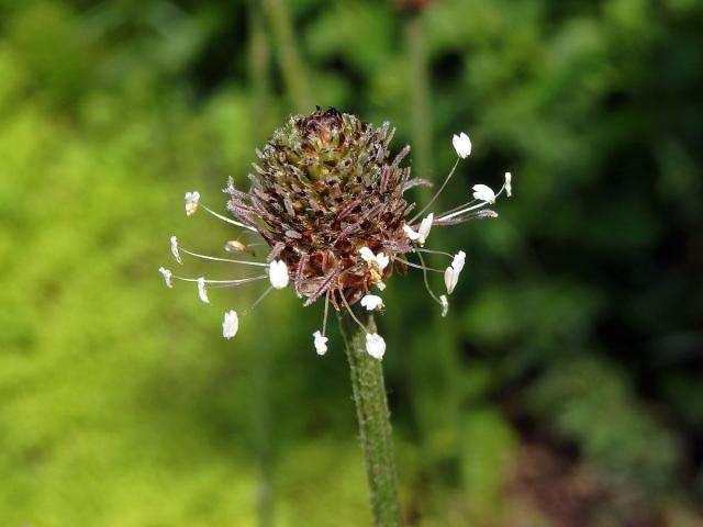 Jitrocel nejvyšší (Plantago altissima L.)