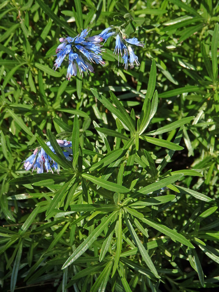 Moltkia petraea (Tratt.) Griseb.