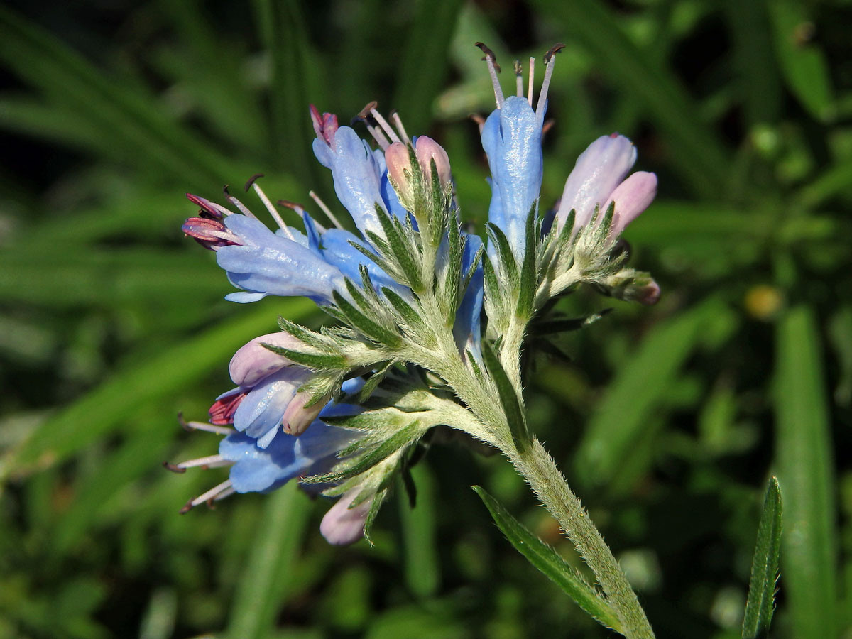 Moltkia petraea (Tratt.) Griseb.