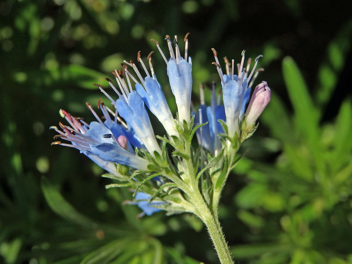 Moltkia petraea (Tratt.) Griseb.