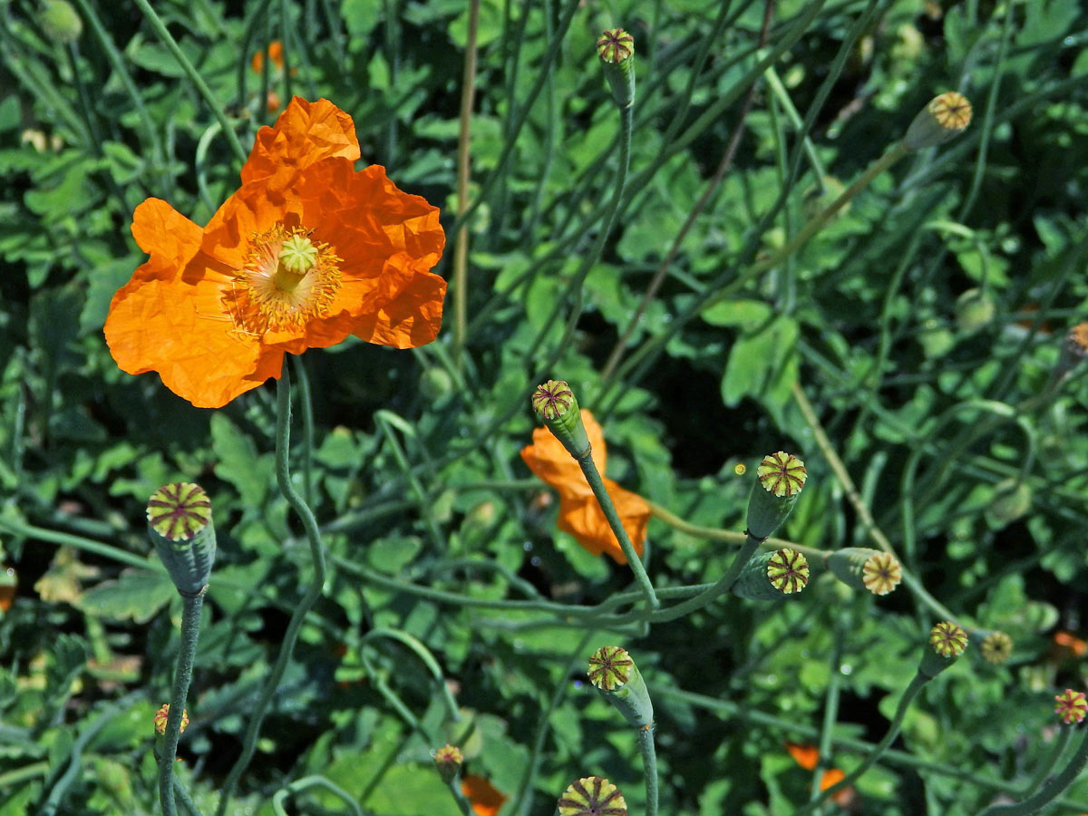 Mák atlantský (Papaver atlanticum (Ball) Coss.)