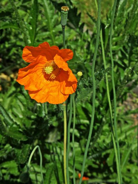 Mák atlantský (Papaver atlanticum (Ball) Coss.)