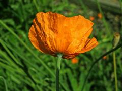 Mák atlantský (Papaver atlanticum (Ball) Coss.)