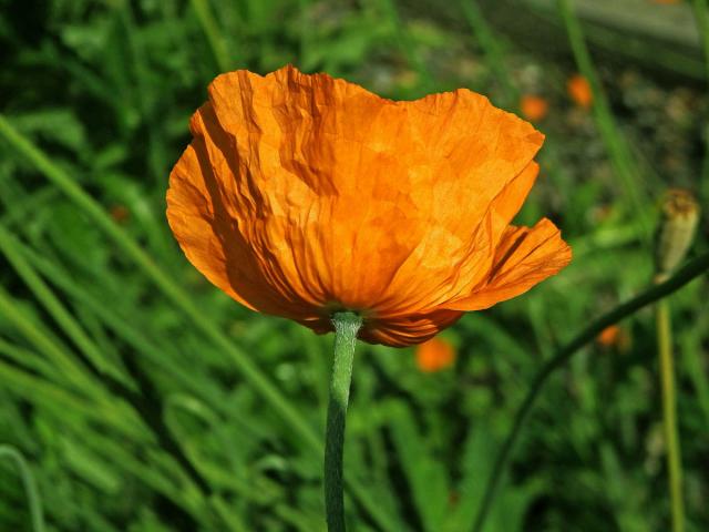 Mák atlantský (Papaver atlanticum (Ball) Coss.)