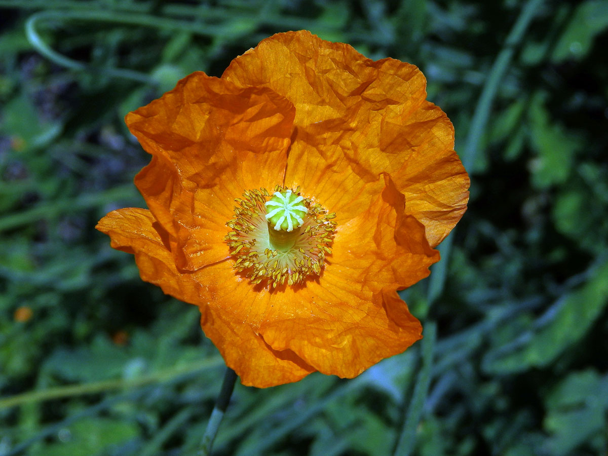 Mák atlantský (Papaver atlanticum (Ball) Coss.)