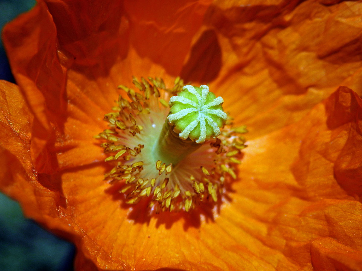 Mák atlantský (Papaver atlanticum (Ball) Coss.)