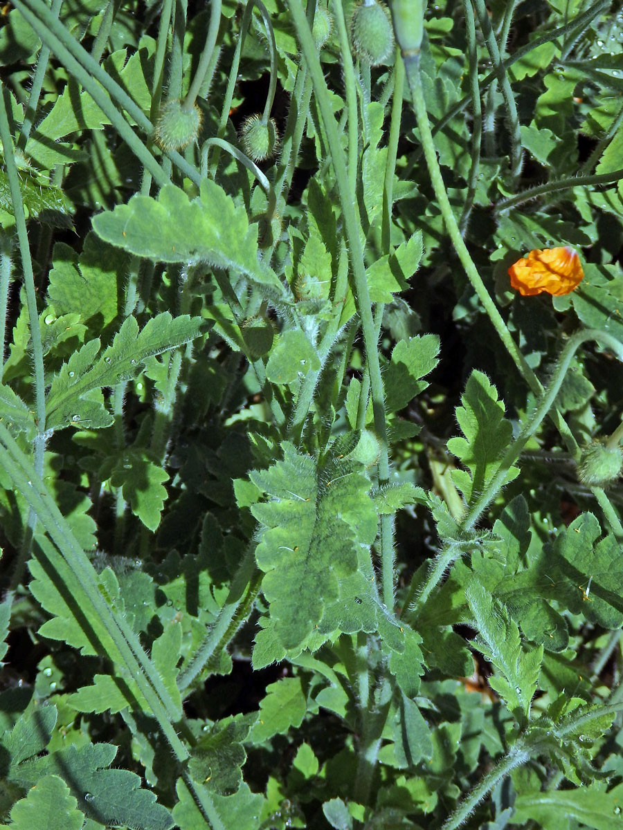 Mák atlantský (Papaver atlanticum (Ball) Coss.)