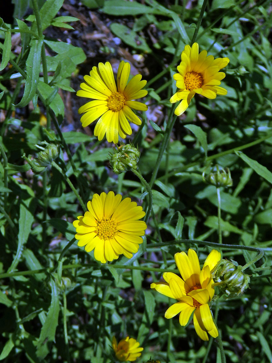 Měsíček (Calendula maroccana (Ball) B. D. Jacks.)