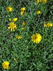 Měsíček (Calendula maroccana (Ball) B. D. Jacks.)