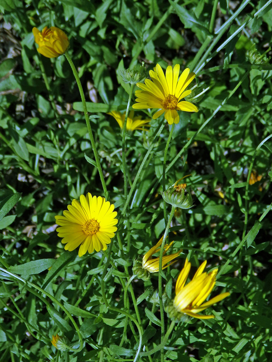 Měsíček (Calendula maroccana (Ball) B. D. Jacks.)